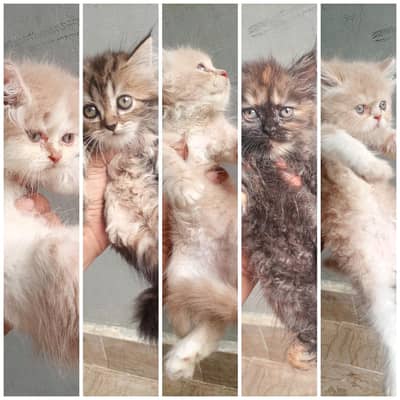 Persian Kittens Available for Sale