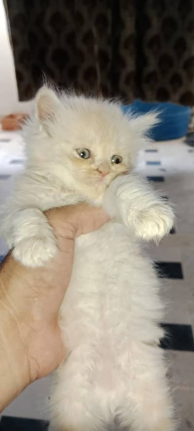 PURE PARSIAN PUNCH FACE FEMALE KITTEN
