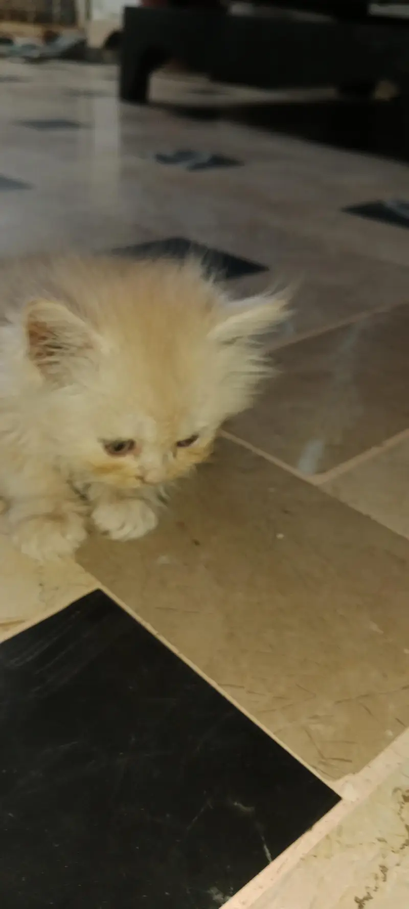 PURE PARSIAN PUNCH FACE FEMALE KITTEN — photo 2