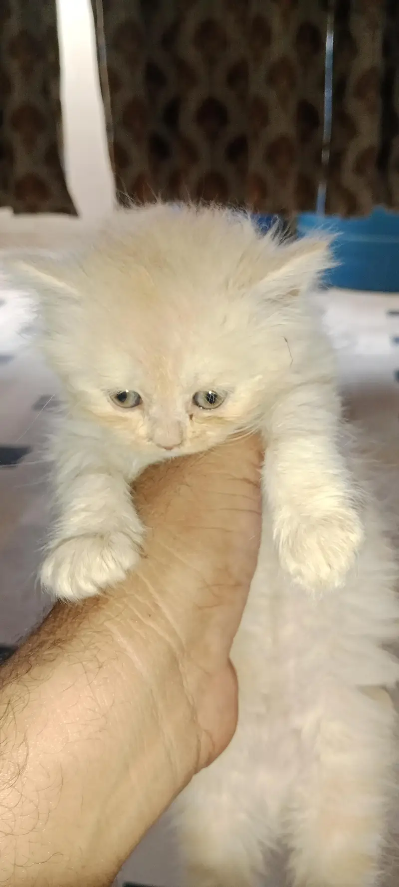 PURE PARSIAN PUNCH FACE FEMALE KITTEN — photo 3