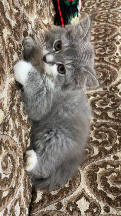 Persian 3 Coated
