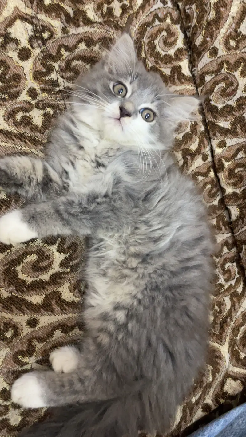 Persian 3 Coated — photo 2