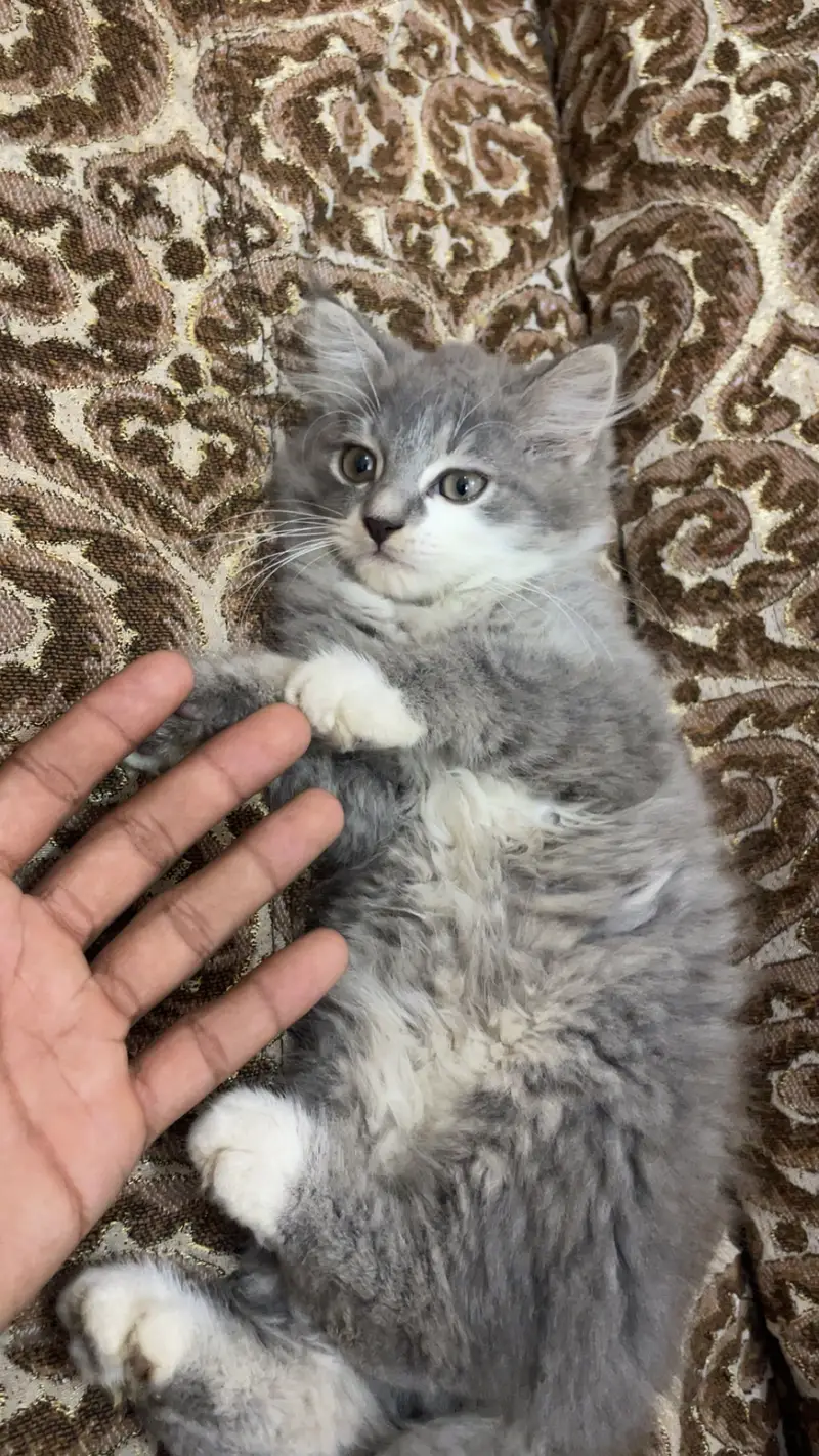 Persian 3 Coated — photo 3
