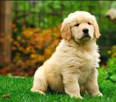 Golden retriever puppies 0313*93*63*417