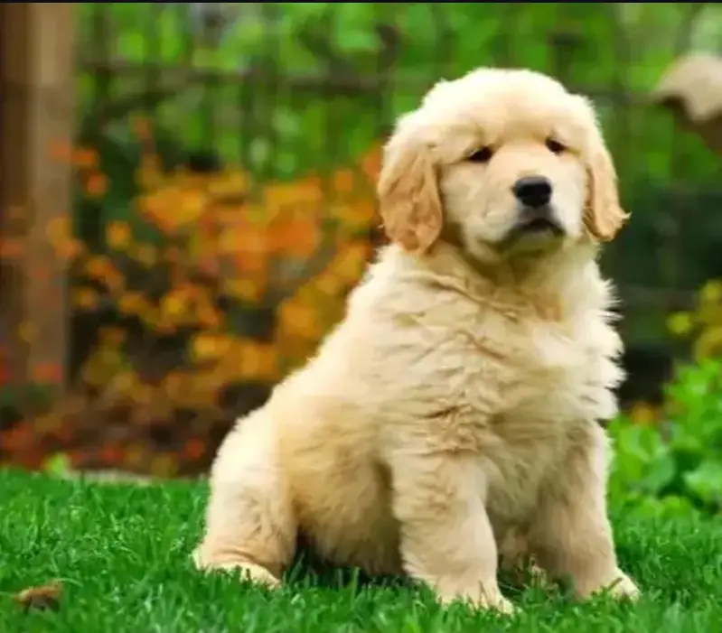 Golden retriever puppies 0313*93*63*417