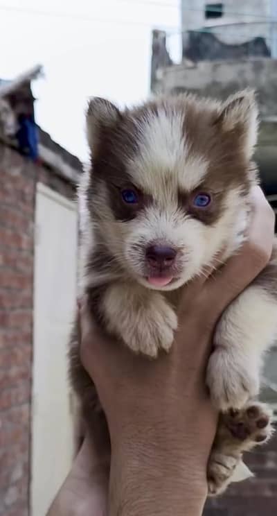 Siberian husky wolly coat blue eyes beautiful puppies for sale