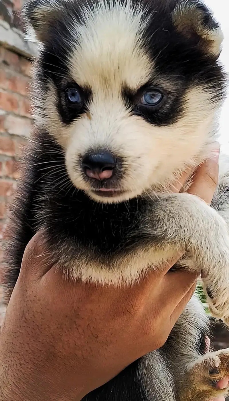Siberian husky wolf coat puppies  | Blue eyes | Beautiful pups | — photo 2