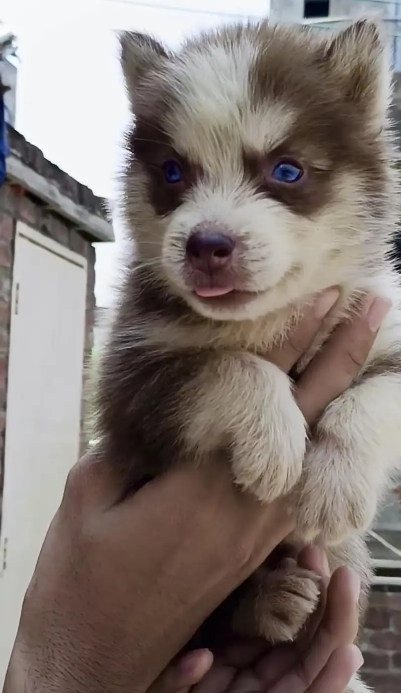 Siberian husky wolf coat puppies  | Blue eyes | Beautiful pups | — photo 3