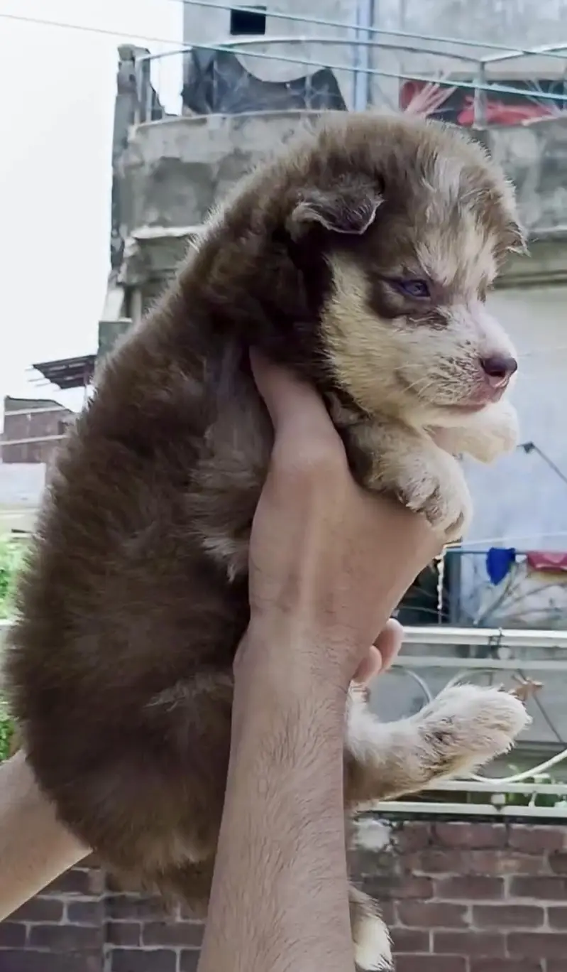Siberian husky wolf coat puppies  | Blue eyes | Beautiful pups | — photo 4