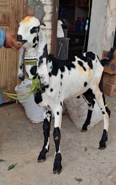 Beetal Bakra