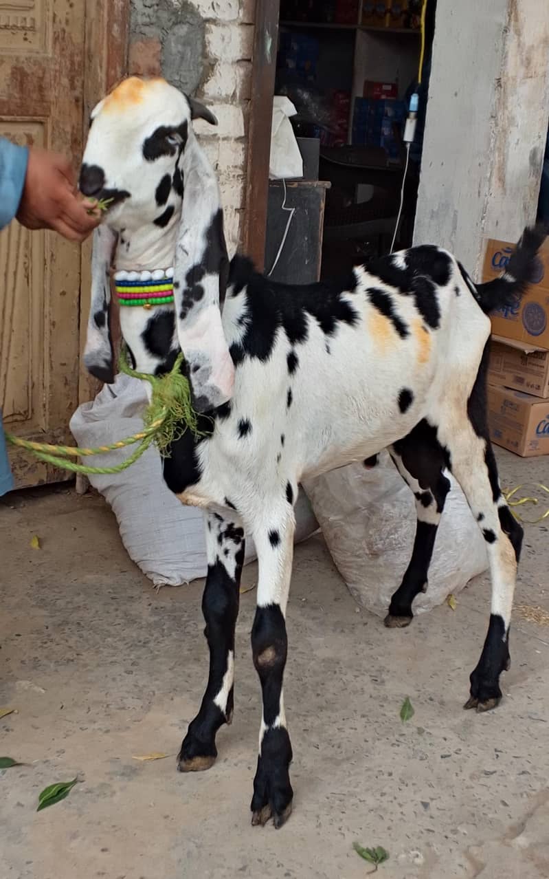Beetal Bakra 0
