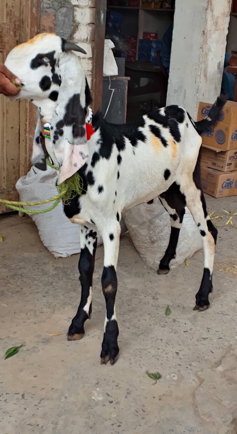 Beetal Bakra 1