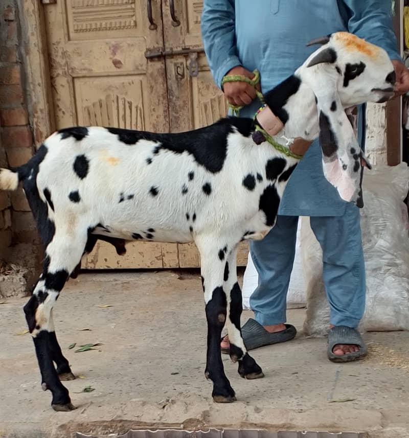 Beetal Bakra 2