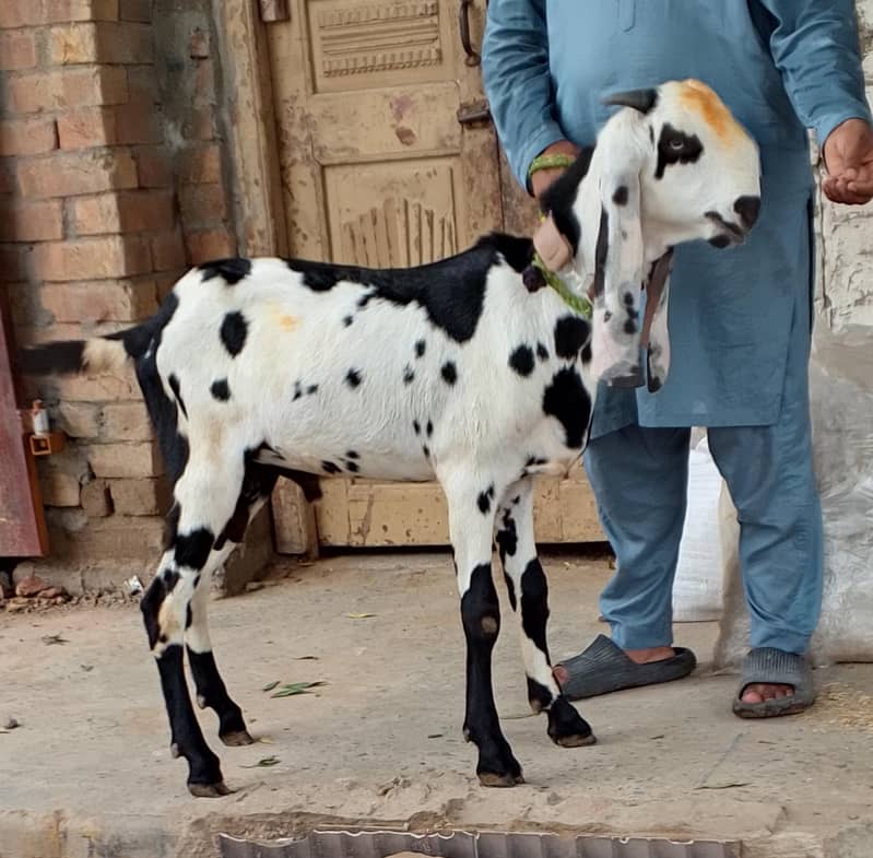 Beetal Bakra 3
