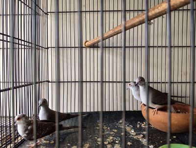 diamond dove ready to breed pair