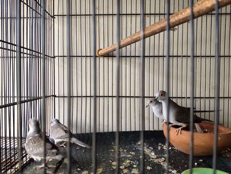 diamond dove ready to breed pair — photo 2