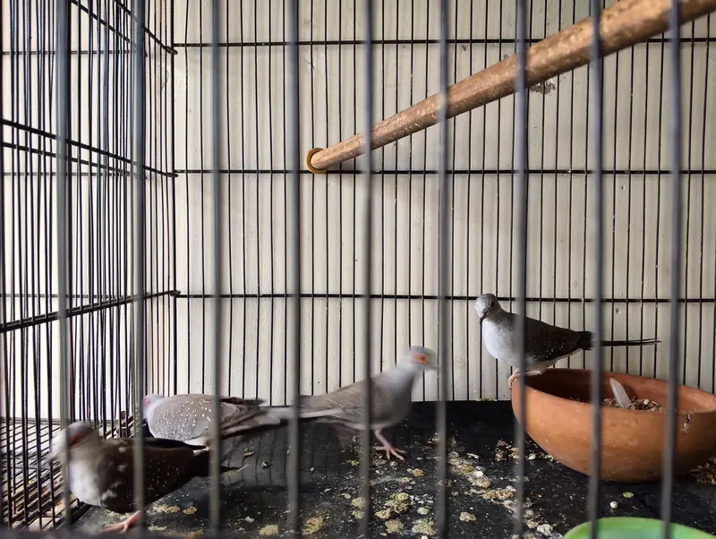 diamond dove ready to breed pair — photo 3