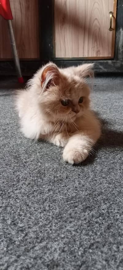 Cute Male Persian triple coated Fawn color Male
