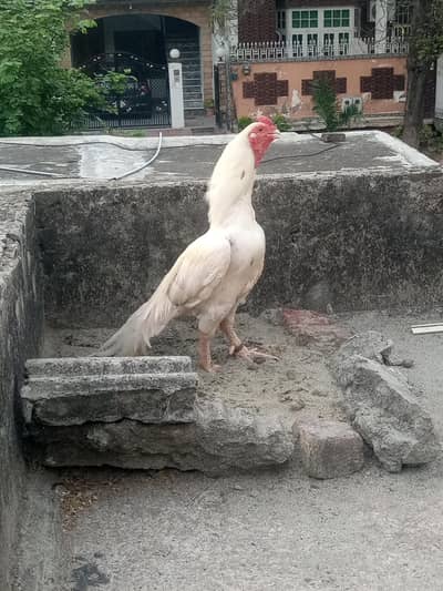 100% Quality breeders Chicks Forsale . | Read full Description