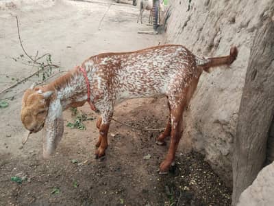 desi Bakra for Sale Call 03490704921