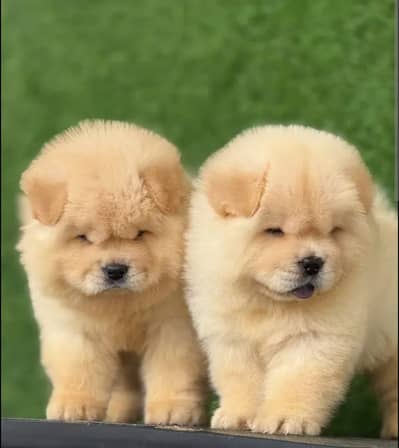 Chow chow puppies 0313*93*63*417