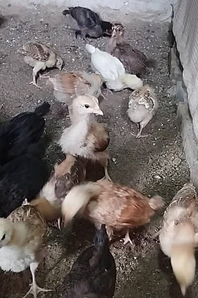 Misri Chicks Healthy and active