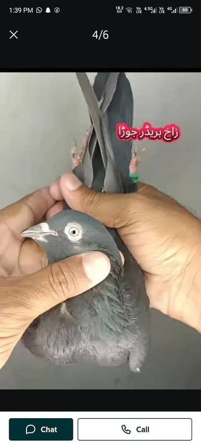 Whatsapp 03150549275