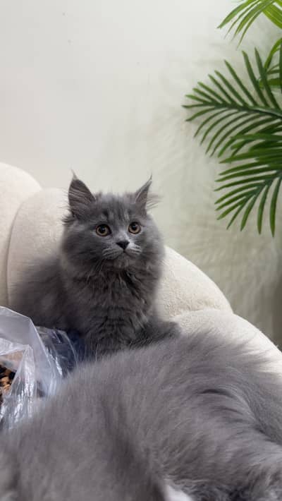 Grey triple coated kitten