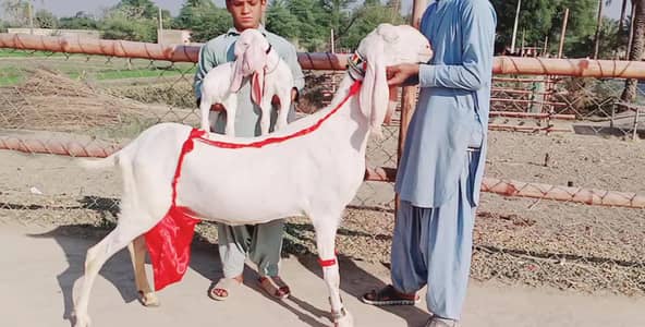 2 bacchon wali bakri for sale call me+03242213919