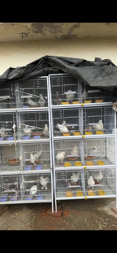 Birds cage brand new