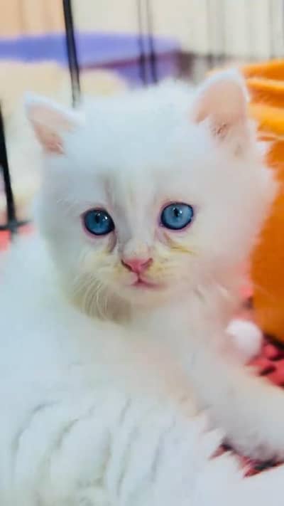 beautiful Persian female for sale 0337/ 63/72/823 only WhatsApp number