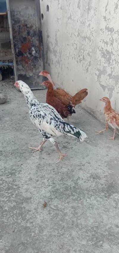 New breed ha