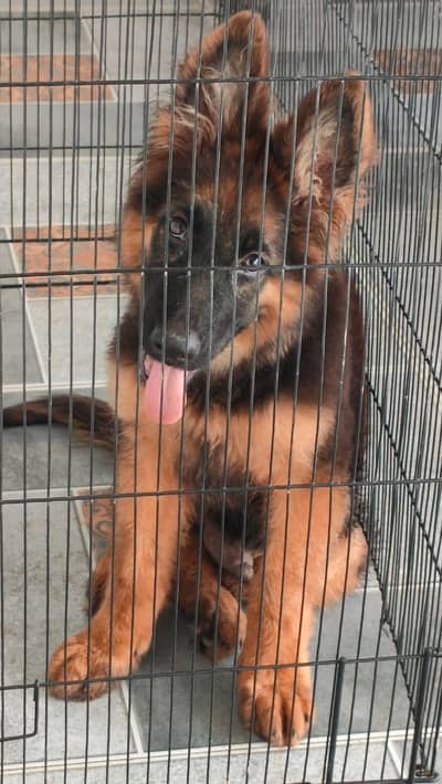 peddigre pupy healthy activie german shepherd