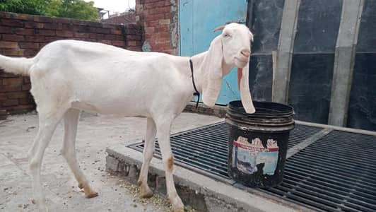 Rajanpuri bakri