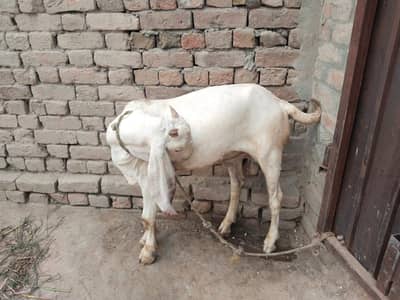 desi Bakra for Sale Mashallah Call 03490704921