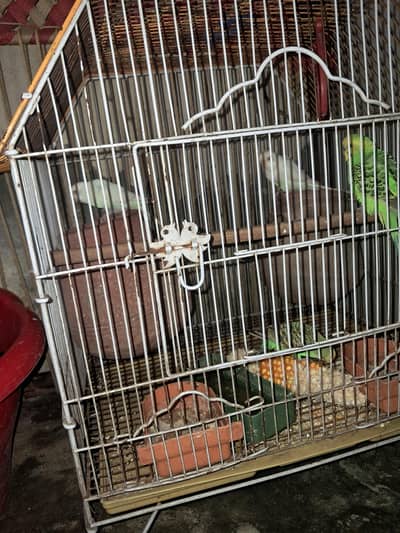 1 pair budgie 1 pair white red eyes with cage