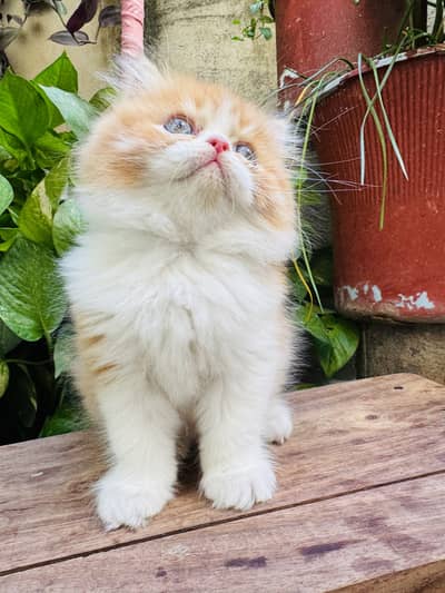 Punched and semi punched kitten triplle coat for sale