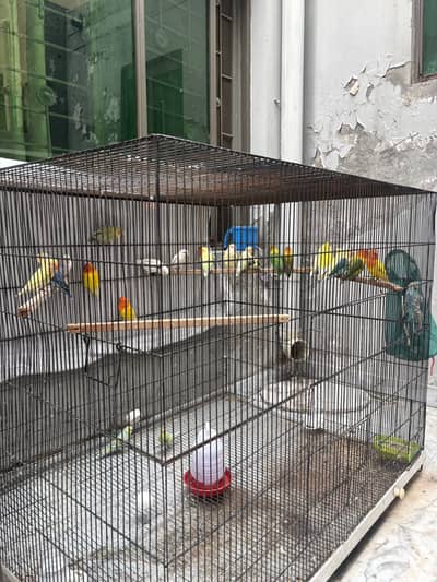 All types of lovebird avalible