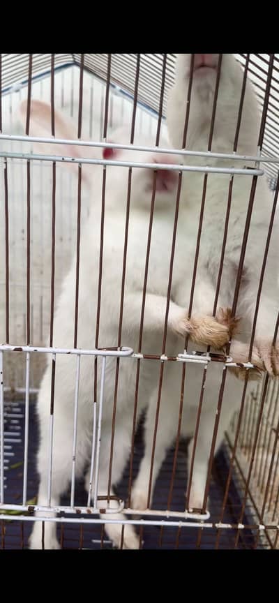 Red eyes white color rabbits pair