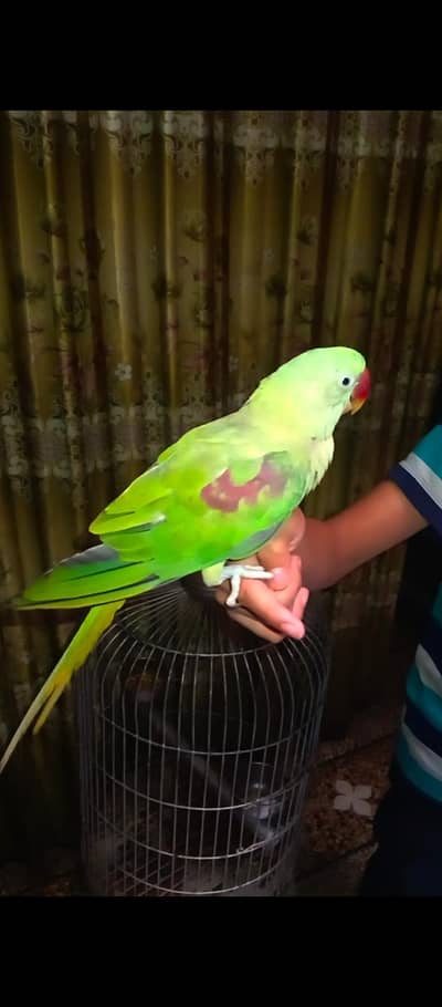 Raw healthy and active handtame talking breeder female available