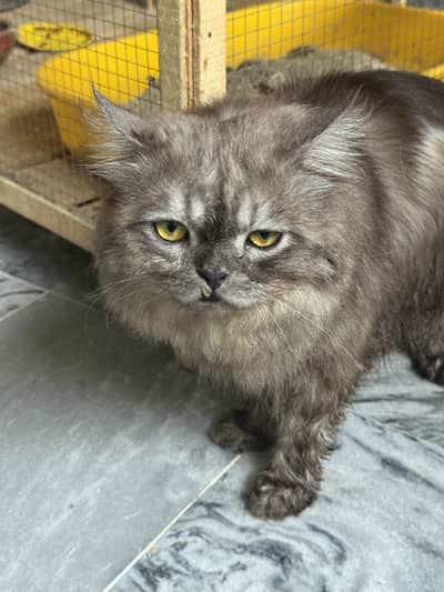 Beautiful grey cat