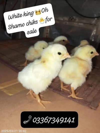 White Shamo 100%Pure chiks for Sale healthy Active Special azadi offer