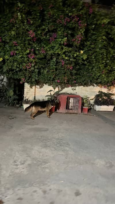 German Shepherd, male long court