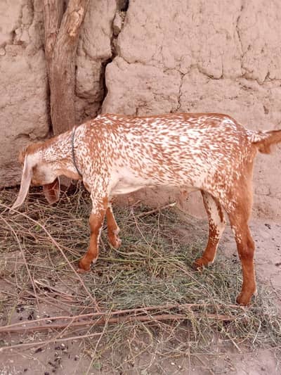 desi Bakra for Sale Call number 03490704921