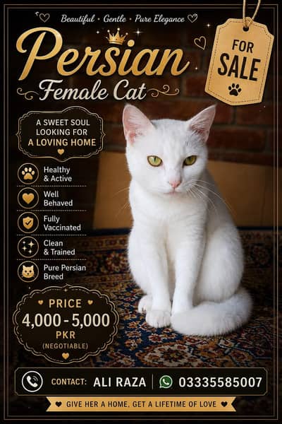 Persian Female Breeder Cat argent Sale