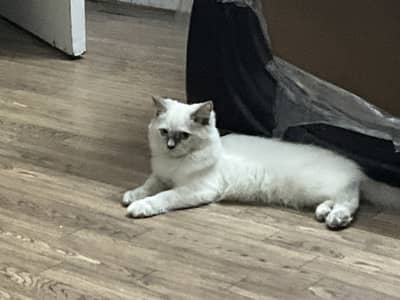 home breeded vaccinated ragdoll uk cat blue eyes
