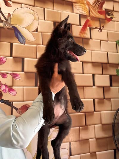 Black German shepherd  female puppy