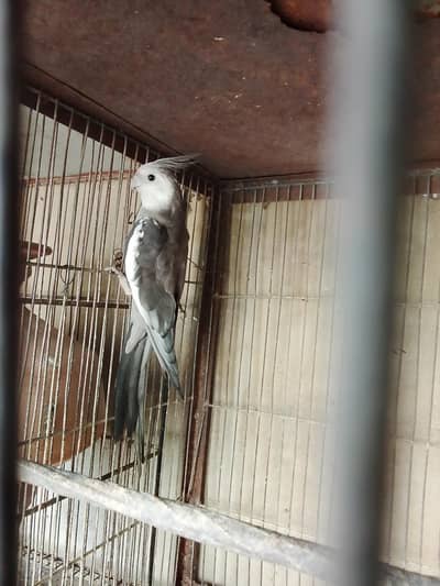 cocktail breeder male and lovebirds available for sale