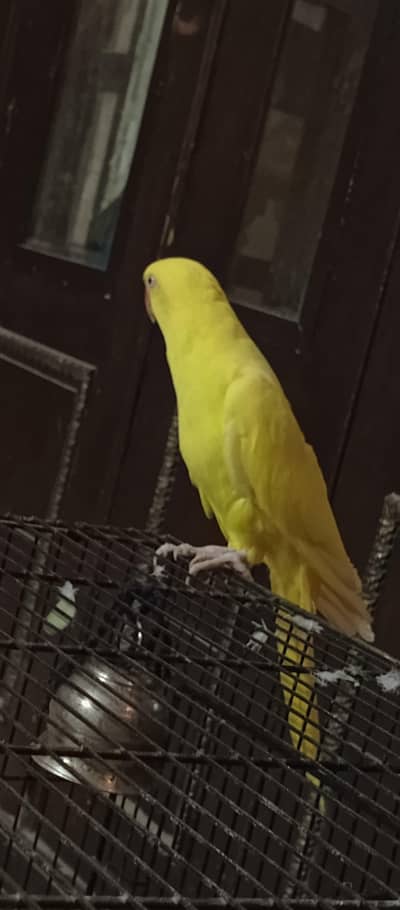 yellow ring neck