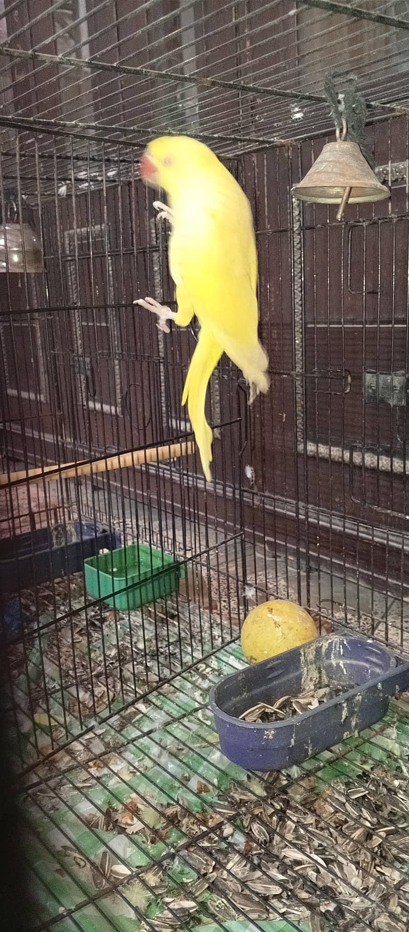yellow ring neck 1